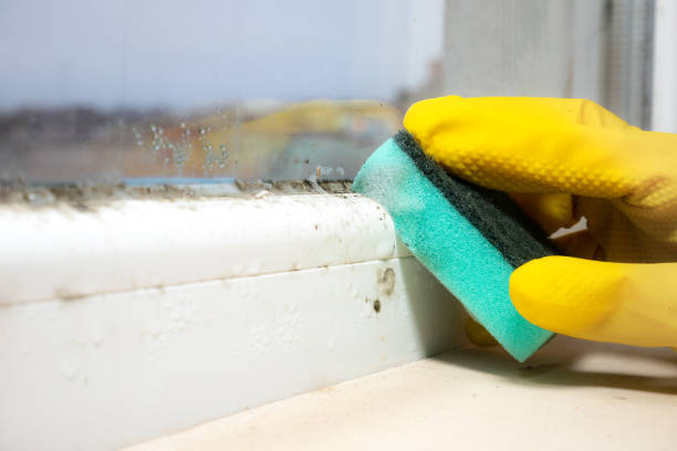 Office Mold Removal Services in Leesville, LA