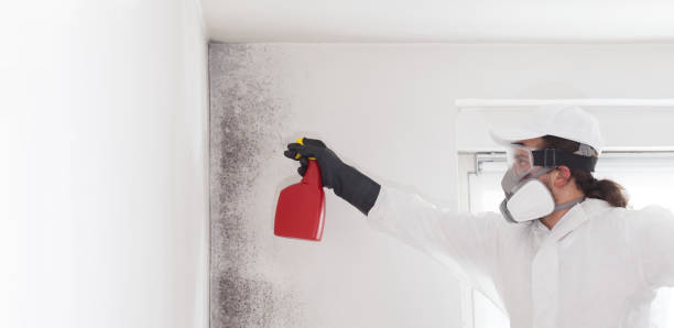 Mold Removal and Inspection in Leesville, LA