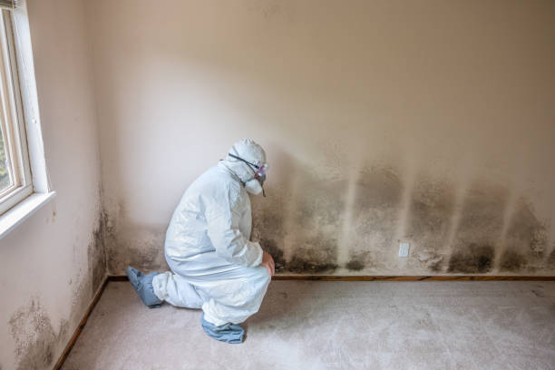 Crawl Space Mold Removal in Leesville, LA